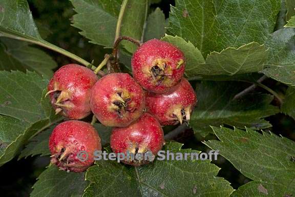 crataegus pinnatifida 4 graphic